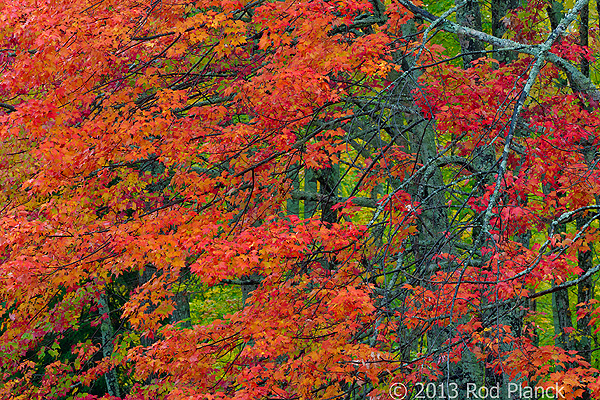 Autumn Forest, Foggy Bogs and Lake Superior Shoreline, Porcupine Mountains Wilderness State Park and Environs, Michigan